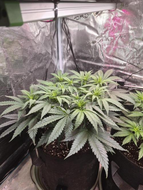 Lemon ice. Week 6