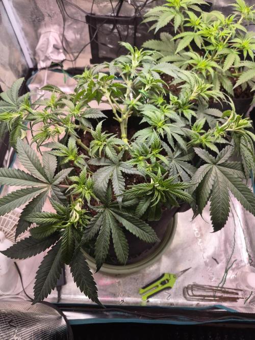 Lemon ice. Week 6