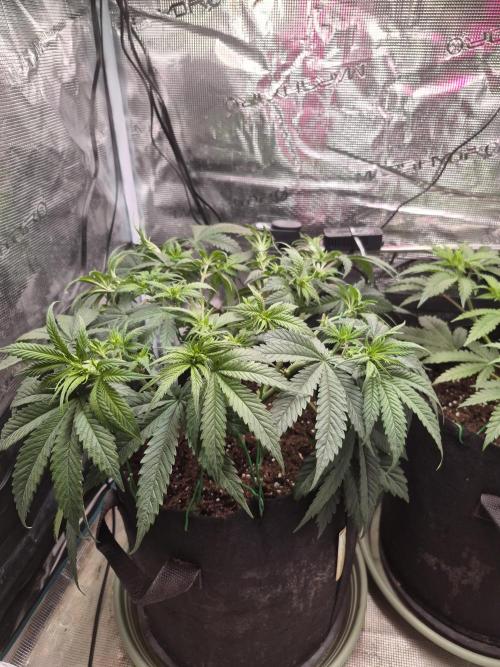 Lemon Ice. Week 6