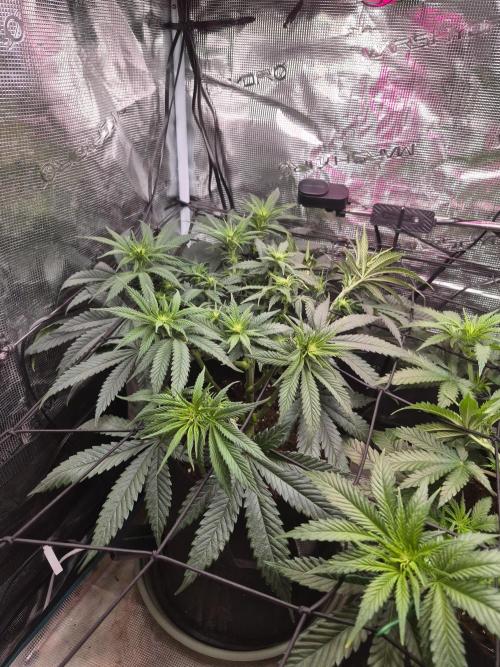Lemon ice. Week 7