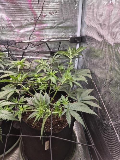 Lemon ice. Week 7