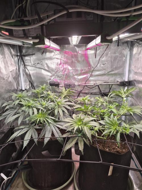 Lemon ice. Week 7