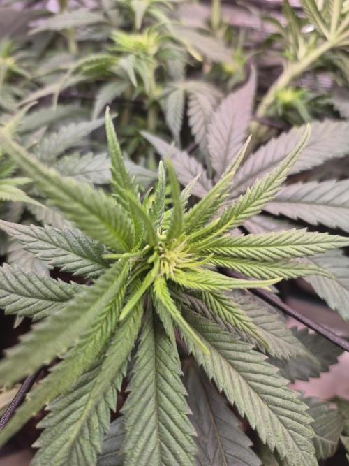 Lemon ice. Week 7