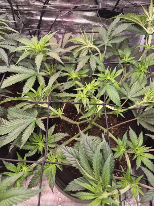 Lemon ice. Week 7