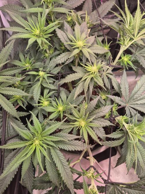Lemon ice. Week 7