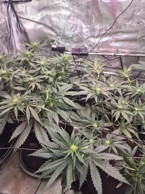 Lemon ice. Week 8