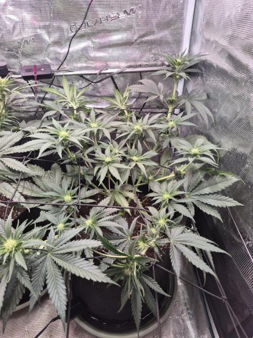 Lemon ice. Week 8