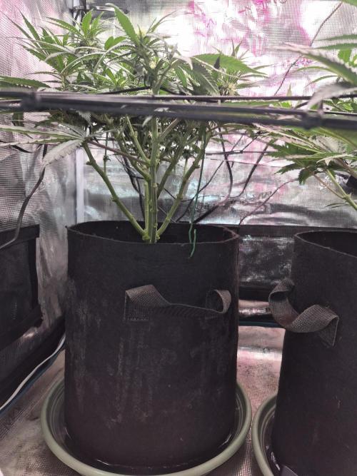 Lemon ice. Week 8