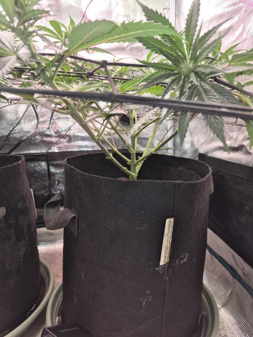 Lemon ice. Week 8