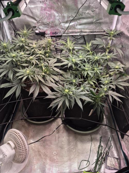 Lemon Ice. Week 8