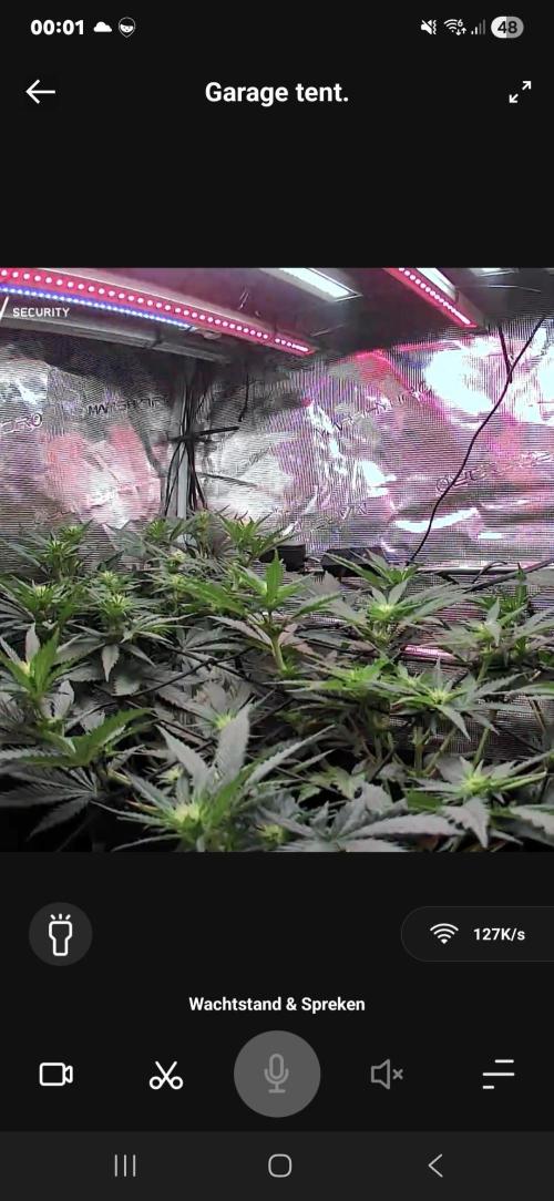 Lemon Ice. Week 8
