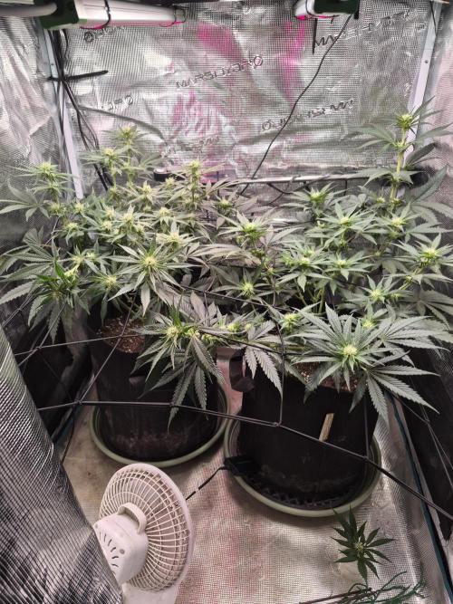 Lemon Ice. Week 8