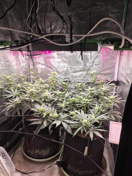 Lemon Ice. Week 9