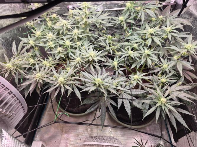 Lemon ice. Week 9