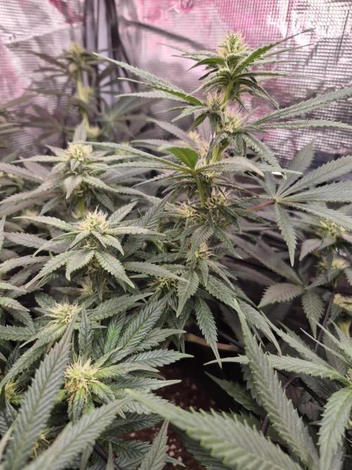 Lemon ice. Week 9
