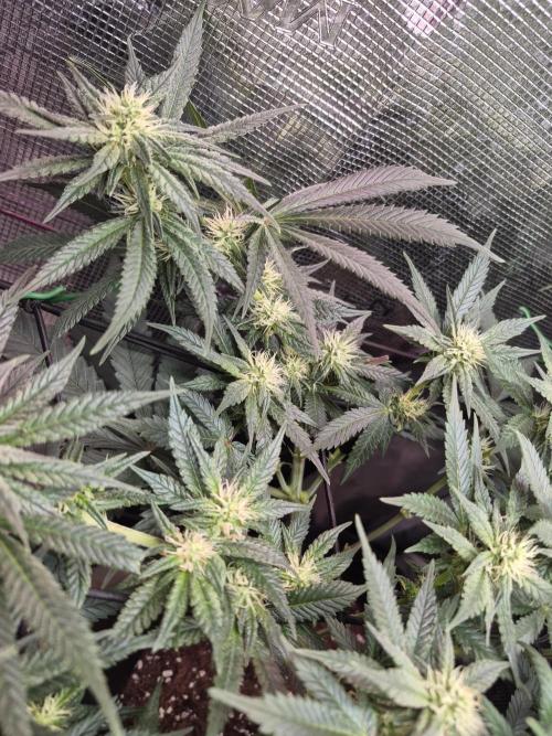 Lemon Ice. Week 9