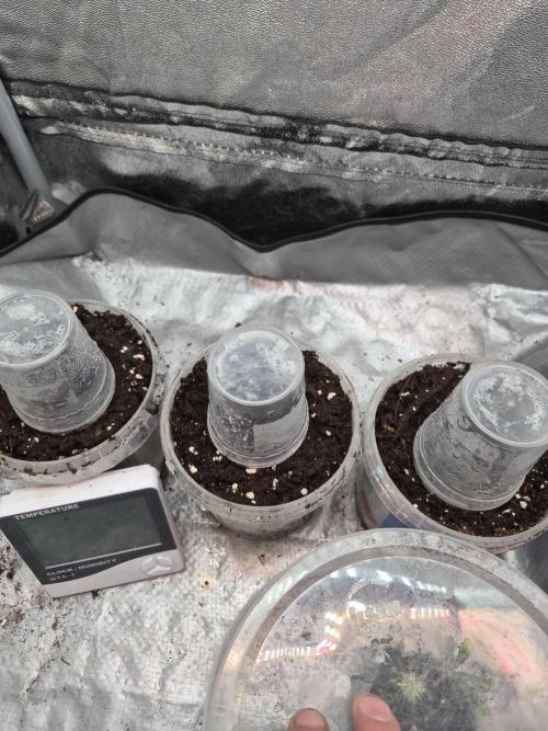 Lemon twice. Week 0