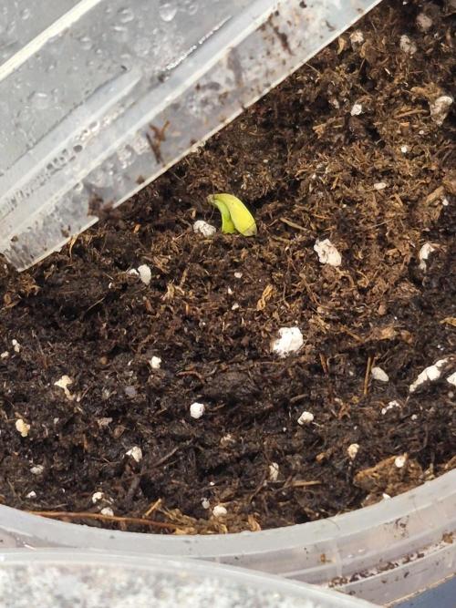 Lemon Ice. Week 0