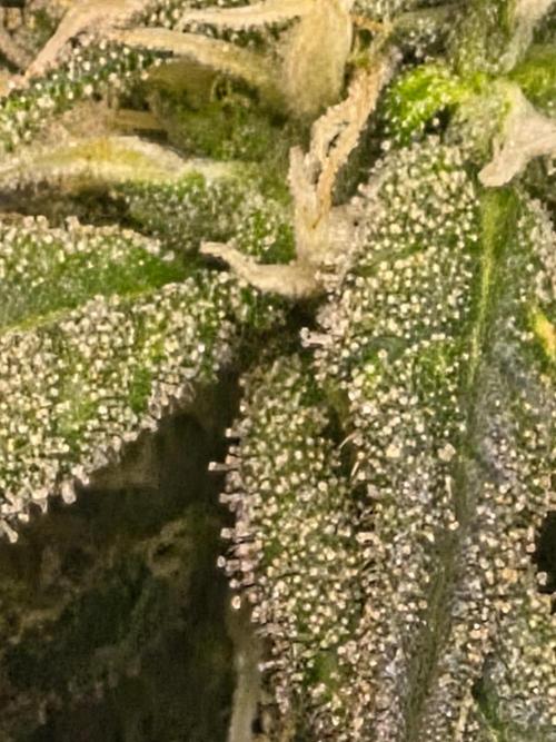 Lemon ice. Week 9