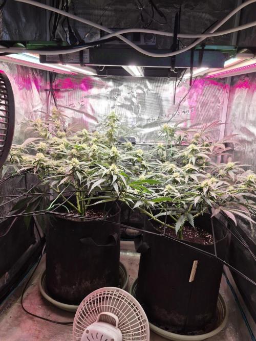 Lemon ice. Week 9