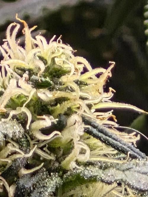 Lemon Ice. Week 9
