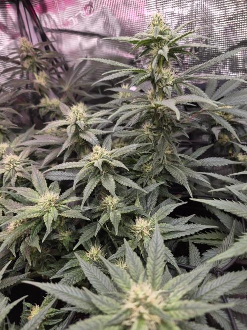 Lemon ice. Week 9