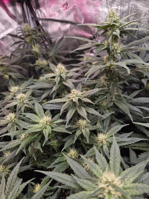 Lemon Ice. Week 9