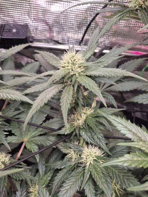 Lemon ice. Week 10