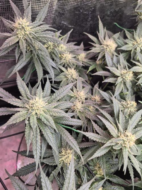 Lemon ice. Week 10