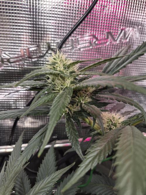 Lemon ice. Week 10