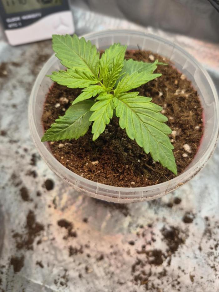 Lemon twice. Week 1