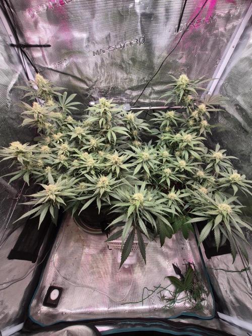 Lemon ice. Week 11