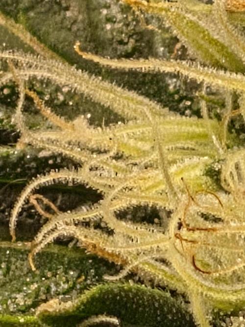 Lemon ice. Week 11