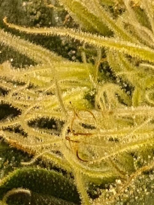 Lemon ice. Week 11