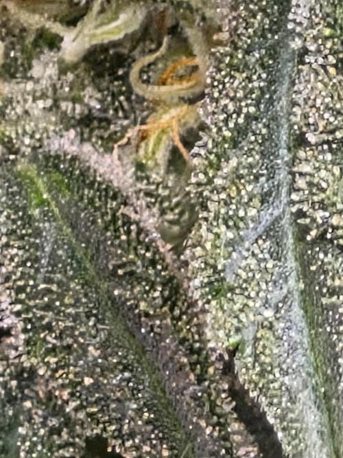 Lemon ice. Week 11