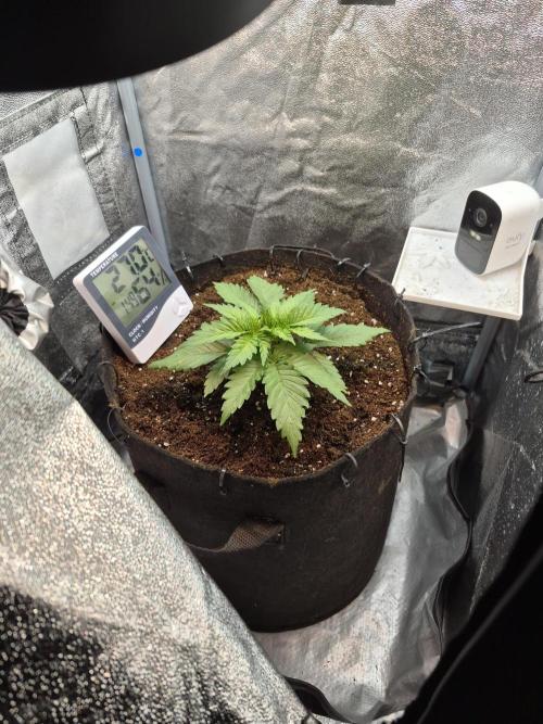 Lemon ice. Week 2 - Bigger pot bigger plant 