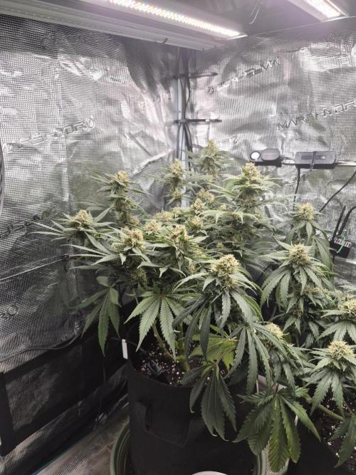 Lemon Ice. Week 11