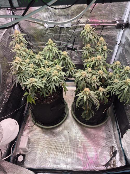Lemon ice. Week 12