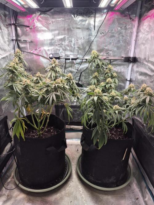 Lemon ice. Week 12