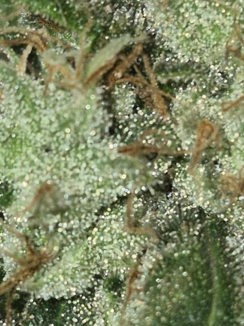 Lemon ice. Week 12