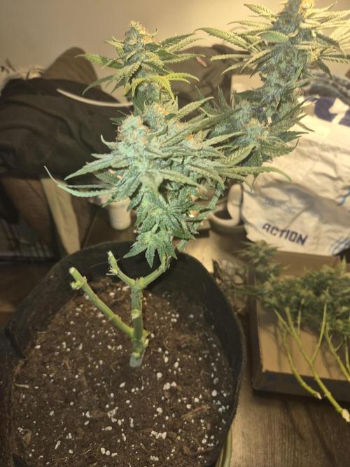 Lemon ice. Week 13