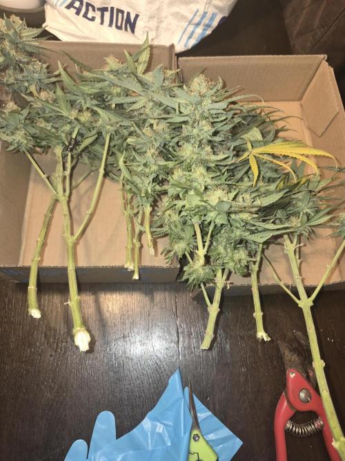 Lemon ice. Week 13