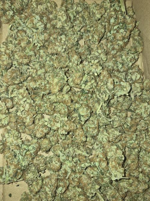 Lemon ice. Week 13 - 110 gr after week dry