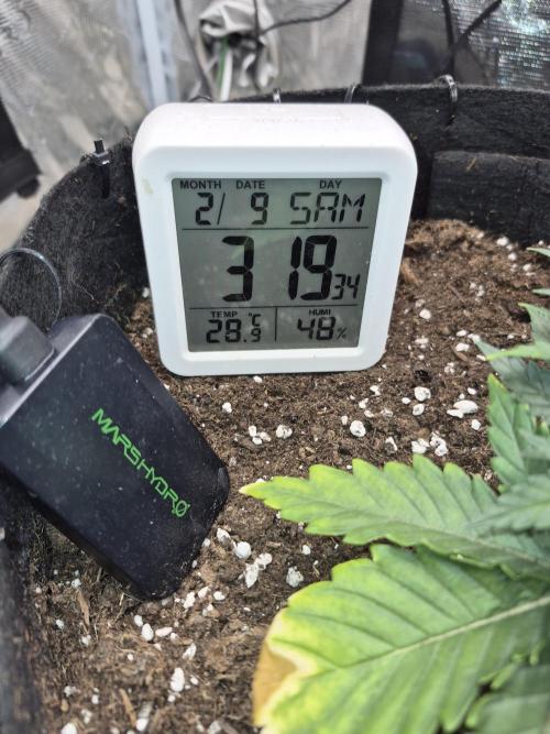 Lemon Ice. Week 5