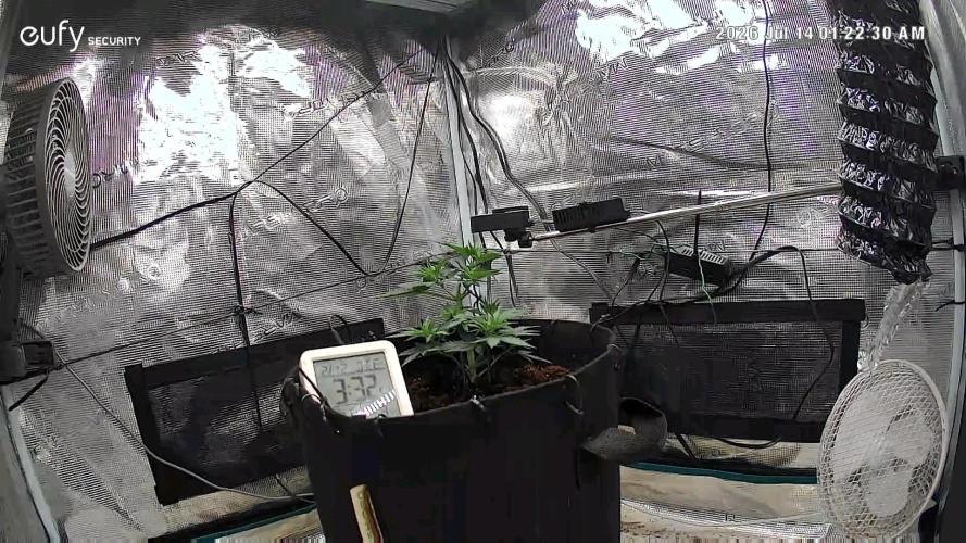 Lemon Ice. Week 6