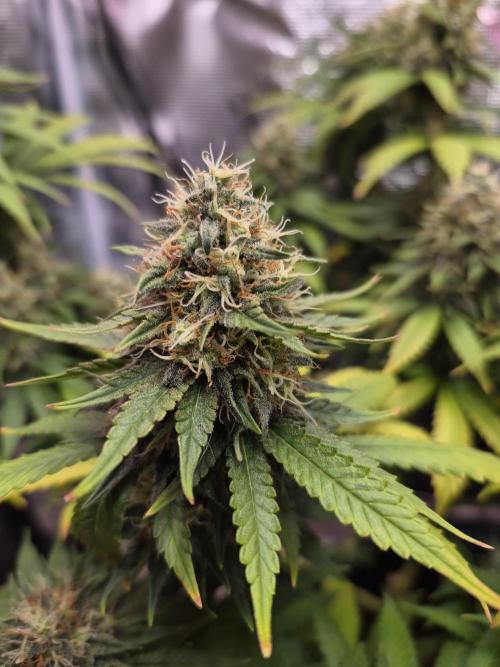 Lemon ice. Week 8