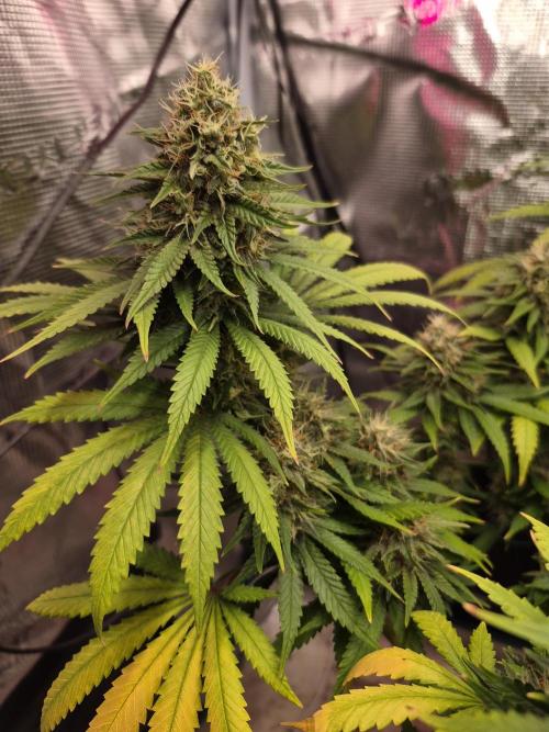 Lemon ice. Week 8