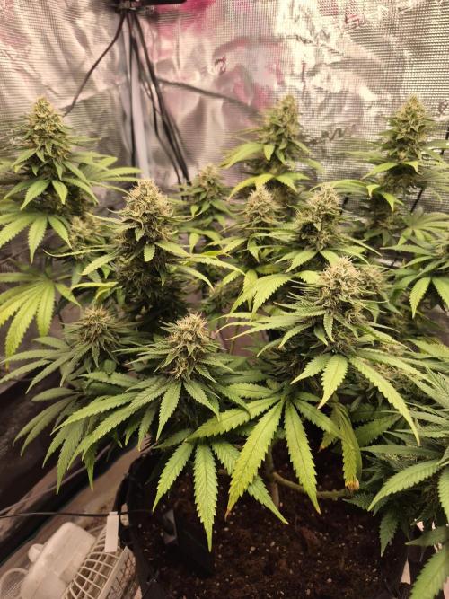 Lemon ice. Week 8