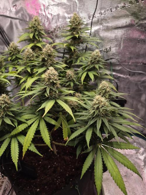 Lemon ice. Week 8