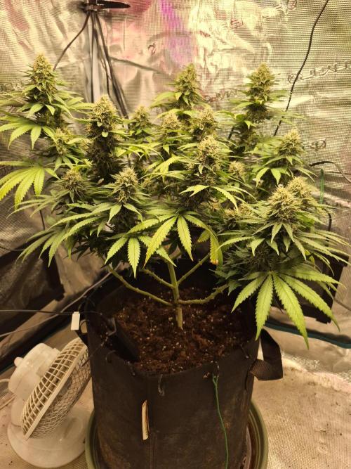 Lemon ice. Week 8